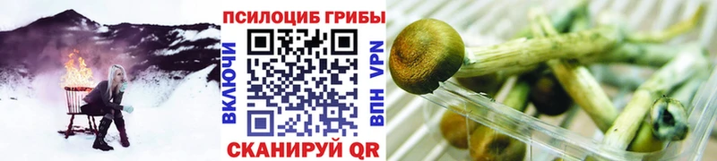 Галлюциногенные грибы Psilocybe  Усинск 