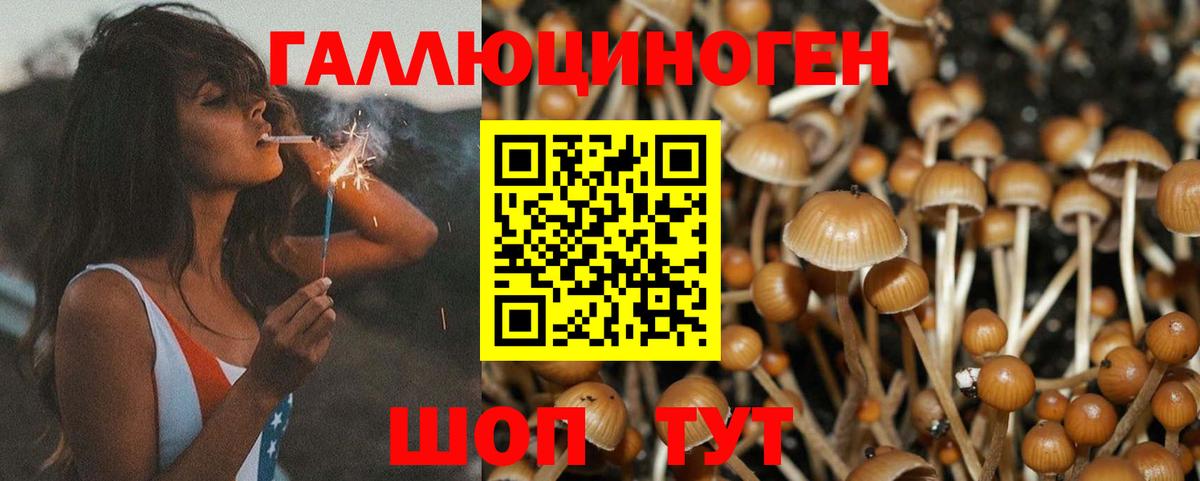 Псилоцибиновые грибы Psilocybe Усинск